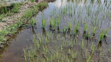 Young rice seedlings growing in a flooded paddy field, symbolizing growth and harvest festivals video