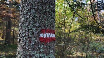 Tree trunk with red and white hiking trail marker in a lush forest, ideal for outdoor adventure and nature exploration themes video