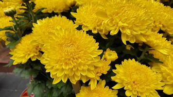 Bright yellow chrysanthemums in full bloom, symbolizing joy and renewal, ideal for autumn festivals video