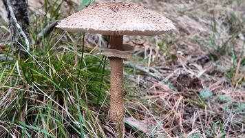 A large mushroom growing in a forest setting symbolizes nature and autumn harvest festivals video