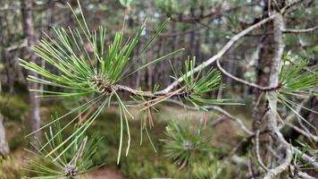 Close up of pine needles in a serene forest, symbolizing nature and tranquility, ideal for Christmas video