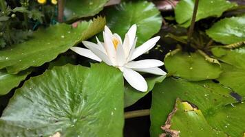 White water lily in a serene pond, symbolizing peace and purity in nature video