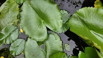 Lush green lily pads floating on a tranquil pond, ideal for relaxation and nature related themes video