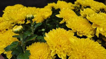 Vibrant yellow chrysanthemums bloom in close up, symbolizing happiness and longevity, popular in autumn festivals video