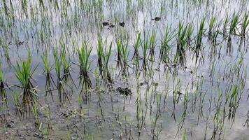 Green rice seedlings in a flooded paddy field, symbolizing agriculture and Asian festivals like Songkran video