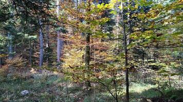 Sunlit autumn forest with vibrant foliage captures the essence of fall and Thanksgiving video