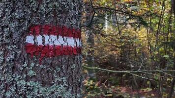 Tree trunk with red and white trail marker in autumn forest, symbolizing hiking and exploration video