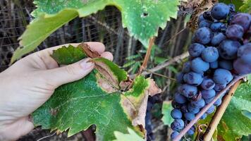 A Caucasian female hand inspects grape leaves in a vineyard, related to harvest and wine festivals video