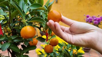 A hand reaches for vibrant oranges on a tree, symbolizing harvest and abundance, ideal for Lunar New Year video