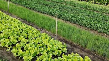 Rows of vibrant green crops in a vegetable garden, symbolizing sustainable farming and Earth Day video