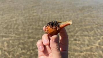 A close up of a hand holding a seashell with a crab at the beach, symbolizing summer vacations and coastal exploration video