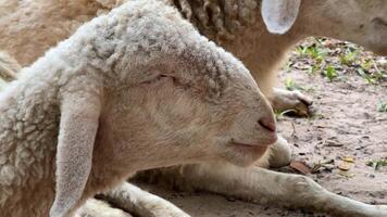 Close up of a peaceful sheep resting on the ground, symbolizing tranquility and Easter celebrations video