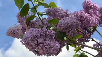 Vibrant lavender lilac blossoms under a clear blue sky, symbolizing springtime and renewal video
