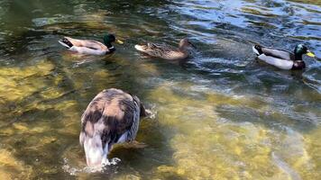 Ducks swimming peacefully in a sunlit pond, capturing tranquility and the essence of nature walks video