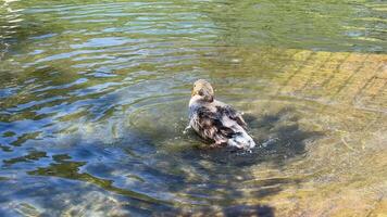 A duck swims peacefully in a pond, symbolizing tranquility and nature appreciation video