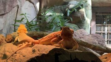 Three bearded dragons basking on a sunlit rock in a zoo habitat, perfect for wildlife and educational themes video
