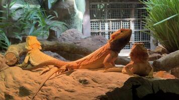 Three bearded dragons basking on a rock in a terrarium, ideal for wildlife and pet themed concepts video
