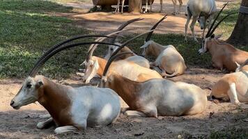 A herd of scimitar horned oryx resting on a sunny day symbolizes wildlife conservation and Earth Day video