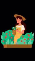Female Farmer Puts Tomatoes In Her Basket On Vertical On Alpha Channel 2D Cartoon Animation video