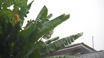 Green banana branches and leaves swayed with the wind and rain. Heavy rain and wind. Background image of a house roof with a cloudy white sky. video