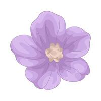 Illustration of hellebore vector