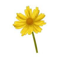 illustration of coreopsis vector