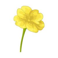illustration of yellow primrose vector