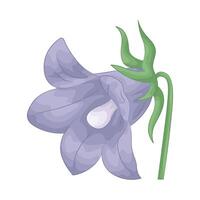 illustration of bluebell vector