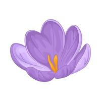 illustration of crocus flower vector