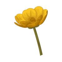 illustration of buttercup vector