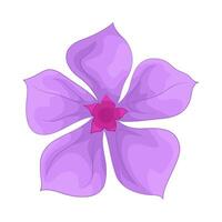 illustration of phlox vector