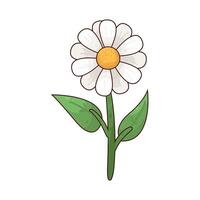 Illustration of daisy vector