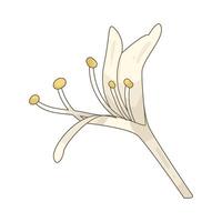 Illustration of white lily vector