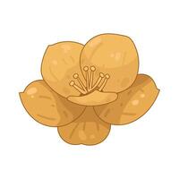 Illustration of buttercup vector
