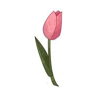 Illustration of tulip vector