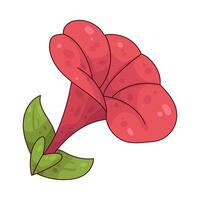 Illustration of mirabilis Jalapa vector