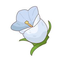 Illustration of campanula vector