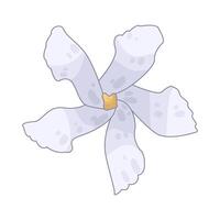 Illustration of sampaguita flower vector