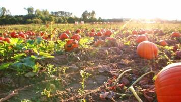 Tasty organic pumpkins on squash field in sunset in low angle view with many halloween pumpkins for Thanksgiving or October autumn decoration in warm sunset glow with copy space pumpkins harvesting video