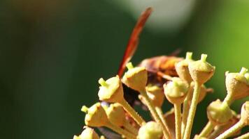 Big hornet macro collecting nectar pollen while dusting a blooming bush in autumn is big impressive venomous insect with poisonous stinger and big mandibles as king of insects yellow jacket flying video