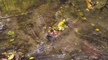 Idyllic calm river flowing through green forest scenery with little waves and stones in the calm creek shows relaxing hiking tourism with clear water and a wonderful healthy environment video