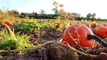 Big pumpkins harvesting on organic pumpkin field in sunset in low angle view with many squash and halloween pumpkins for Thanksgiving or October autumn decoration in warm sunset glow with copy space video