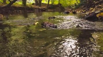 Tranquil river scenery floating calm through a green forest scenery with little waves and stones in the calm creek shows relaxing hiking tourism with clear water and a wonderful healthy environment video