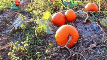 Organic field with many pumpkins in sunset in low angle view squash for halloween pumpkins for Thanksgiving or October autumn decoration in warm sunset glow with copy space and big pumpkins harvesting video