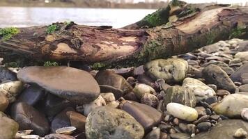 Idyllic river floating through a green forest scenery with little waves and stones in the calm creek shows relaxing hiking tourism with clear water and a wonderful healthy environment in motion video