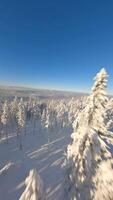 Dynamic FPV drone flight over snow-covered trees in winter mountain forest. video
