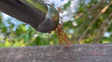 Red ants are building up, red ant group worker on the tree video