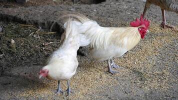 White chicken looking for food on the ground video