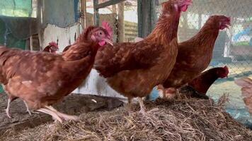 Flock of hens laying eggs on a farm video