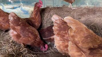 chicken eat feed and grain at the rural farm, red laying hens near the nest with eggs in the chicken coop video